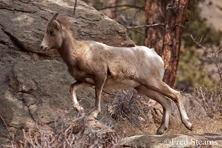 Mount Evans Big Horn Sheep Ewe